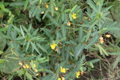 Chamaecrista mimosoides
